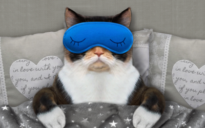 Evening Mantra: Dream Well and Sleep Hard