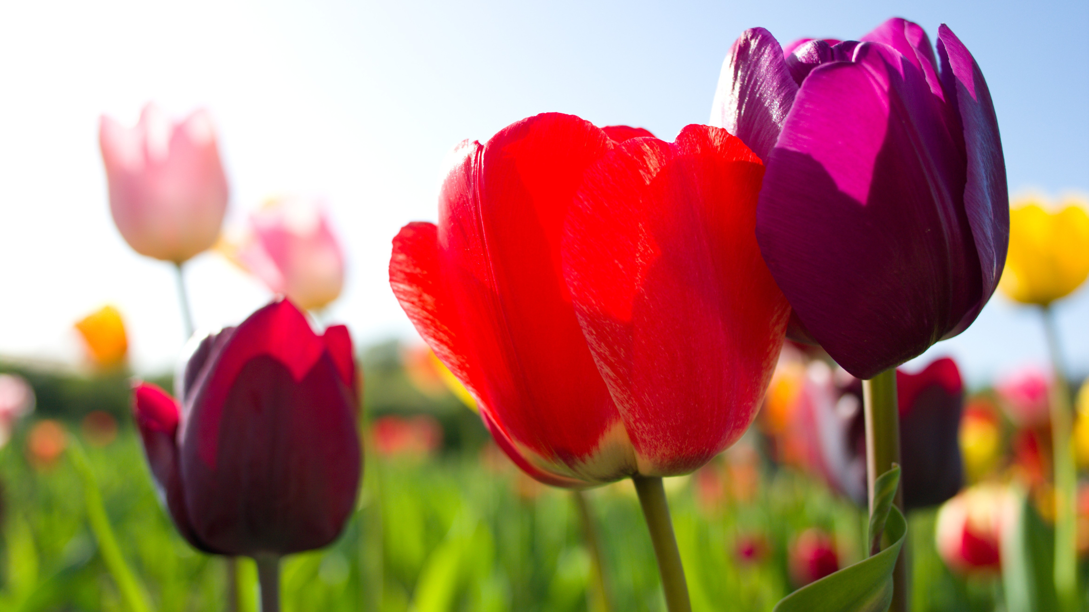 Plant Your Purpose: 5 Things To Grow Your Life This Spring