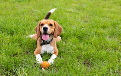 Go Find A Dog To Pet!